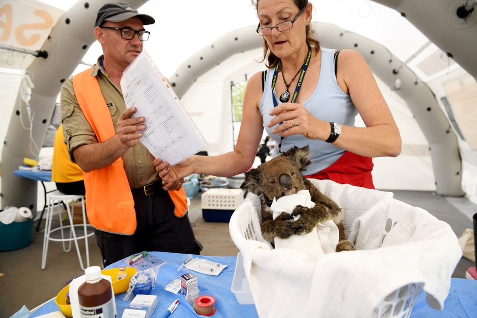 Péče veterinářů o zvířata zraněná během požárů v Austrálii (19. 1. 2020)