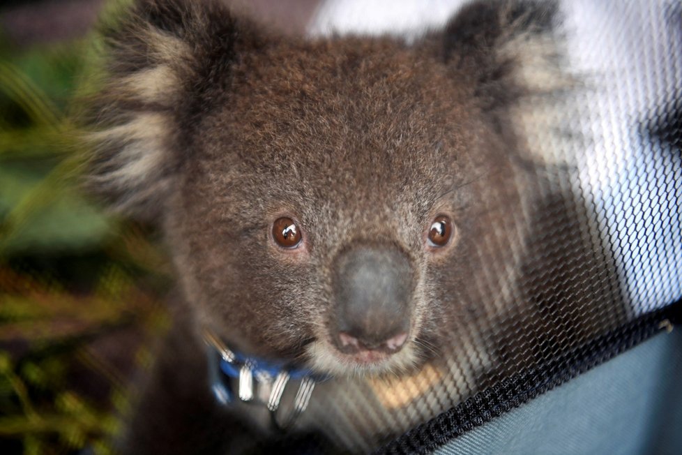 Zraněná zvířata během požárů v Austrálii (19. 1. 2020)