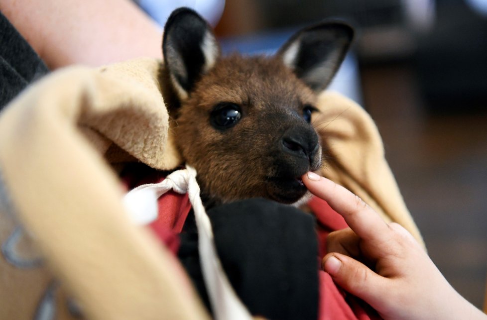 Zraněná zvířata během požárů v Austrálii (19. 1. 2020)