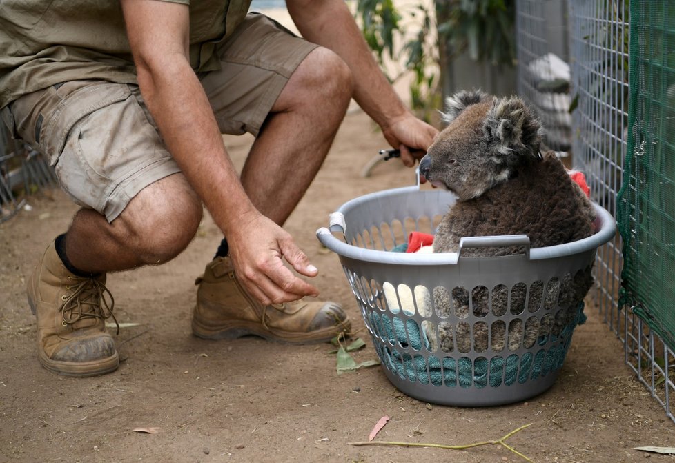 Péče veterinářů o zvířata zraněná během požárů v Austrálii (19. 1. 2020)