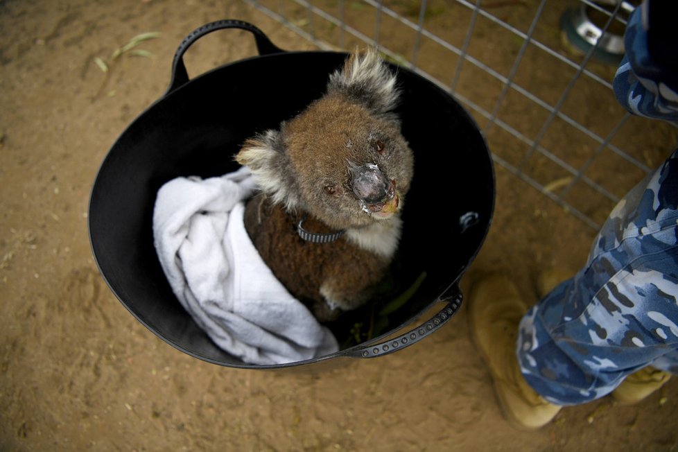 Péče veterinářů o zvířata zraněná během požárů v Austrálii (19. 1. 2020)