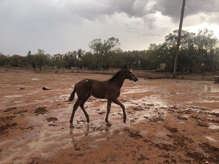 Na jihovýchodě Austrálie udeřila písečná bouře, (20.01.2020).