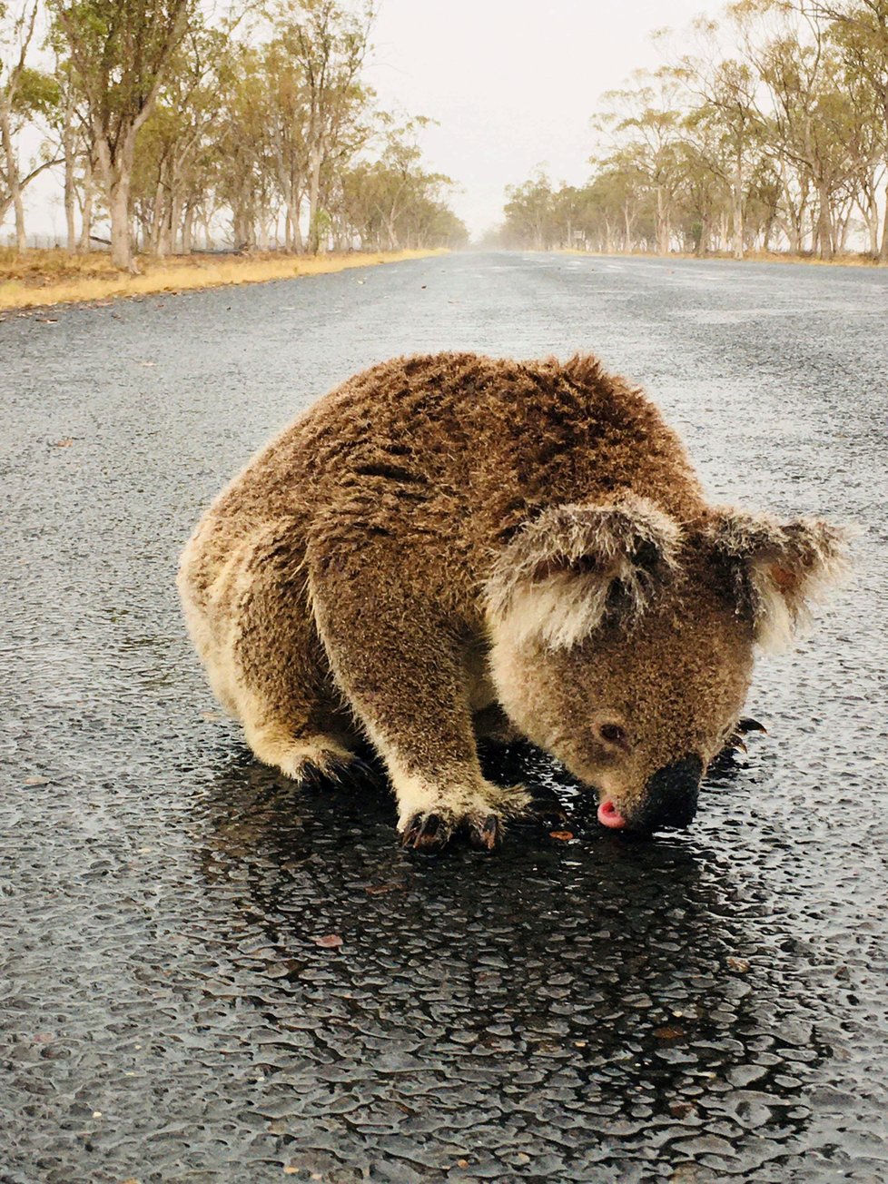 Požáry v Austrálii: Dehydratovaný koala pije dešťovou vodu, která zůstala stát na silnici.