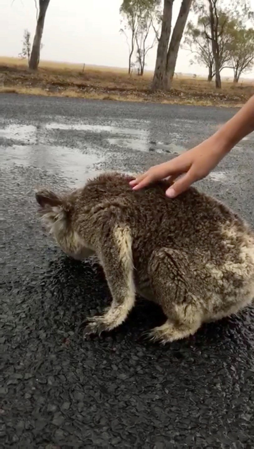 Požáry v Austrálii: Dehydratovaný koala pije dešťovou vodu, která zůstala stát na silnici.