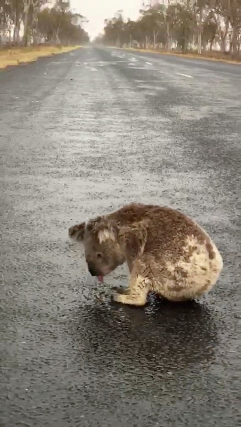 Požáry v Austrálii: Dehydratovaný koala pije dešťovou vodu, která zůstala stát na silnici.