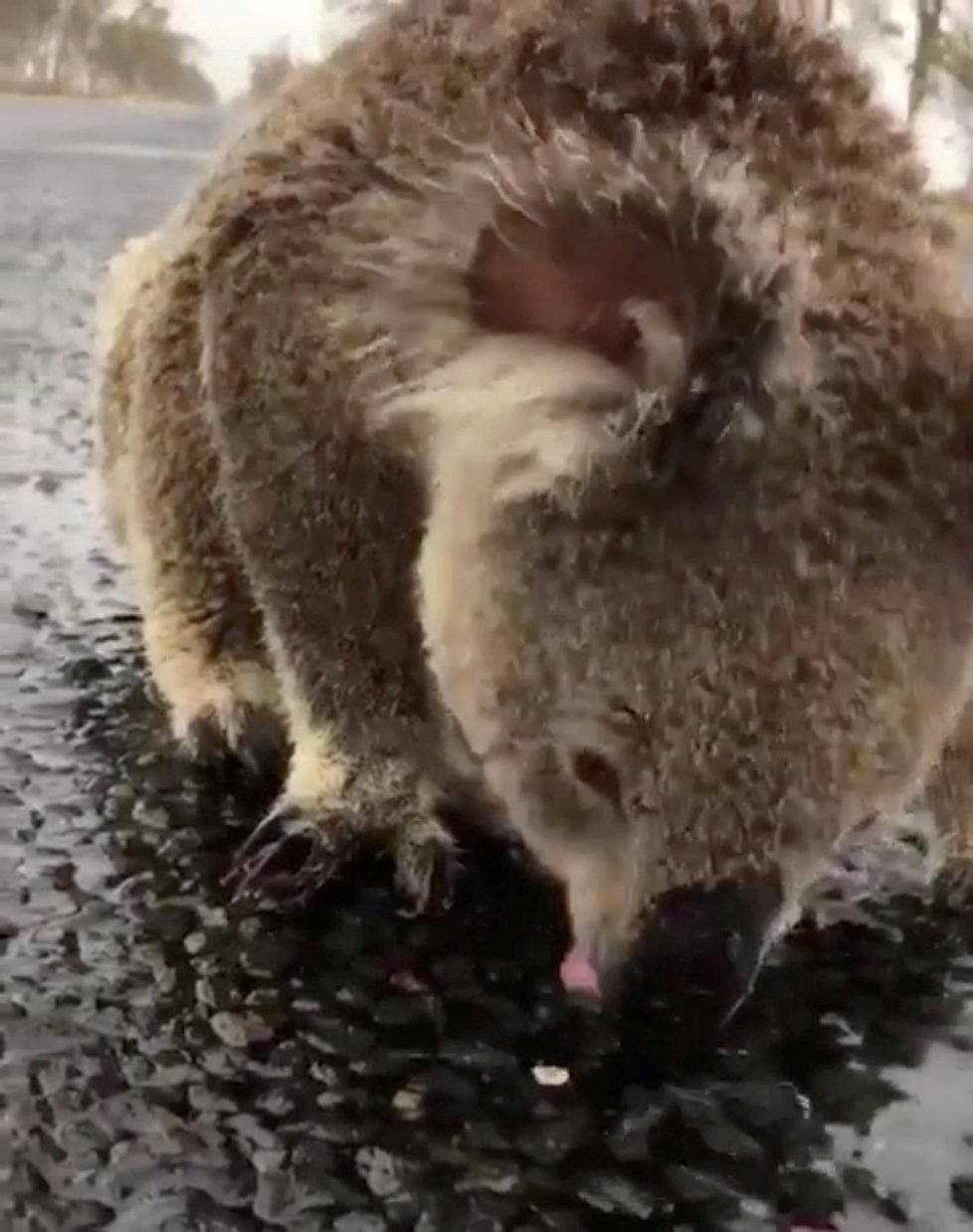 Požáry v Austrálii: Dehydratovaný koala pije dešťovou vodu, která zůstala stát na silnici.