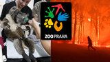 Velká vlna solidarity: Pražská zoo pošle na pomoc Austrálii 13,5 milionu, přispěly již tisíce lidí