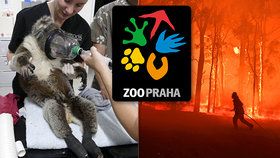 Trojská ZOO shromáždila na pomoc australským zvířatům neuvěřitelnou částku!