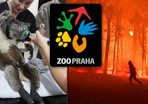 Trojská ZOO shromáždila na pomoc australským zvířatům neuvěřitelnou částku!