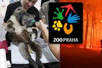 Velká vlna solidarity: Pražská zoo pošle na pomoc Austrálii 13,5 milionu, přispěly již tisíce lidí