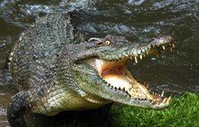 Šestimetrový krokodýl: Uvěznil muže na opuštěném ostrově!