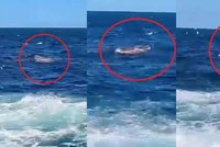 Velký bílý žralok zaútočil na nic netušícího plavce: Hororový okamžik zachytila kamera