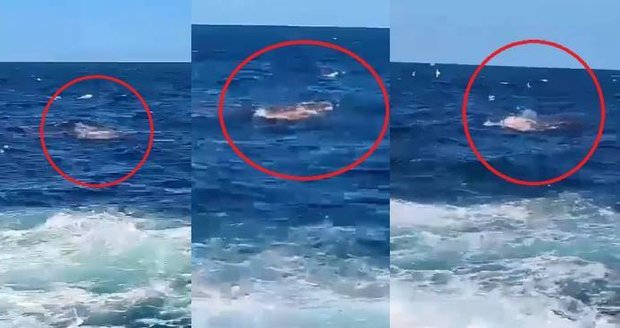 Velký bílý žralok zaútočil na nic netušícího plavce: Hororový okamžik zachytila kamera