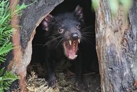 Velký návrat tasmánských čertů. Po 3000 letech se „ďáblové“ podívají do australské přírody