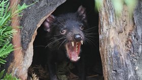 Tasmánští čerti se vrací do přírody
