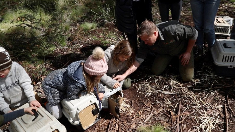 Tasmánští čerti se vrací do přírody