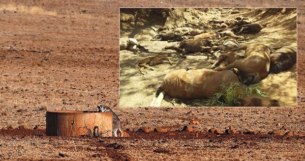 „Byla to hotová jatka.“ Vlna veder zabila v Austrálii tisíce zvířat