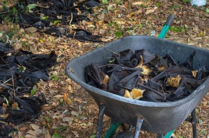 Austrálii sužují vedra, jejími největšími oběťmi jsou zvířata, včetně netopýrů, velbloudů, klokanů a koní.