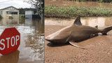 Žraločí tornádo v Austrálii? Úřady varují před predátory ve vodě ze záplav
