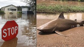 Povodně v Austrálii vyplavily i místní predátory.