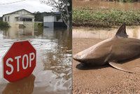 Žraločí tornádo v Austrálii? Úřady varují před predátory ve vodě ze záplav