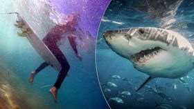 Chlapec v Austrálii napadl žralok. Měl štěstí, v roce 2020 útok žraloka 7 jeho krajanů nepřežilo. (Ilustrační foto)