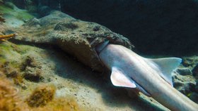 Žralok kobercový je schopný sežrat i jiného žraloka, (ilustrační foto).