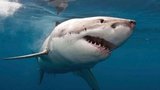Chlapce (11) během šnorchlování pokousal žralok: Zvíře plavalo pouhý metr od pobřeží