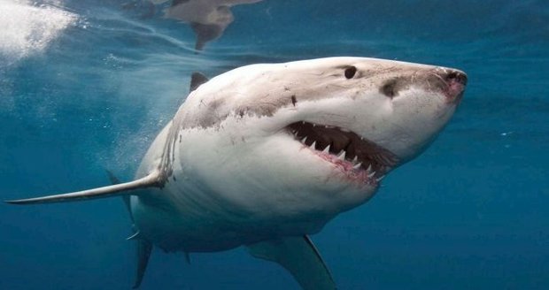 Chlapce (11) během šnorchlování pokousal žralok: Zvíře plavalo pouhý metr od pobřeží