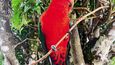 Červeně zbarvený samec papouška královského