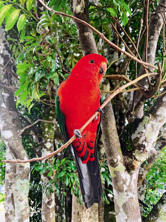 Červeně zbarvený samec papouška královského