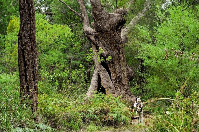 Eukalypty jsou po sekvojích nejvyššími stromy na Zemi Eukalypty jsou po sekvojích nejvyššími stromy na Zemi