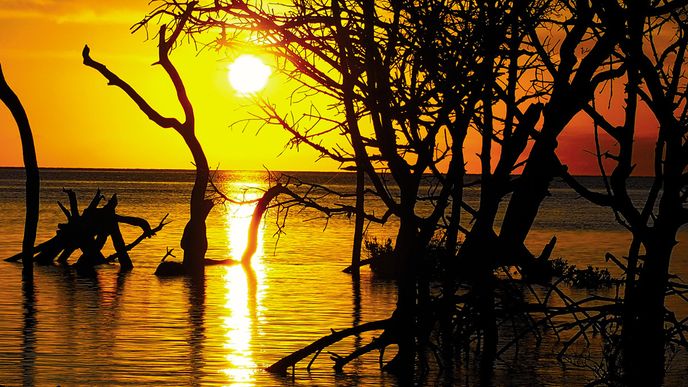Zapad slunce nad mangrovy