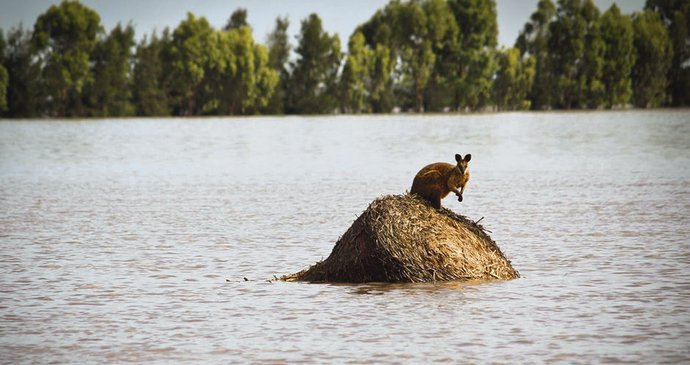 Klokan čeká na záchranu nedaleko města Dalby v Queenslandu