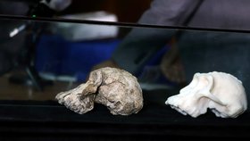 Vědci objevili lebku předchůdce člověka starou 3,8 milionu let.