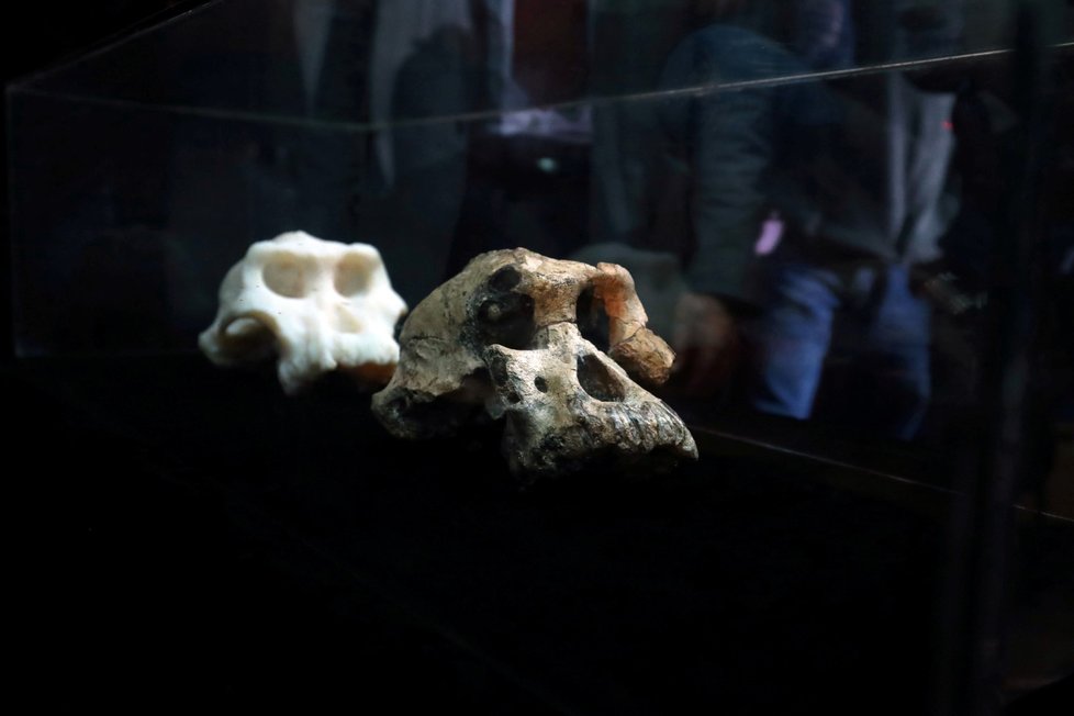 Vědci objevili lebku předchůdce člověka starou 3,8 milionu let.