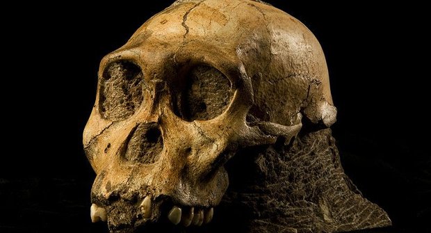 Fosílie z Jižní Afriky odhalily tvora, který je napůl člověk a napůl opice