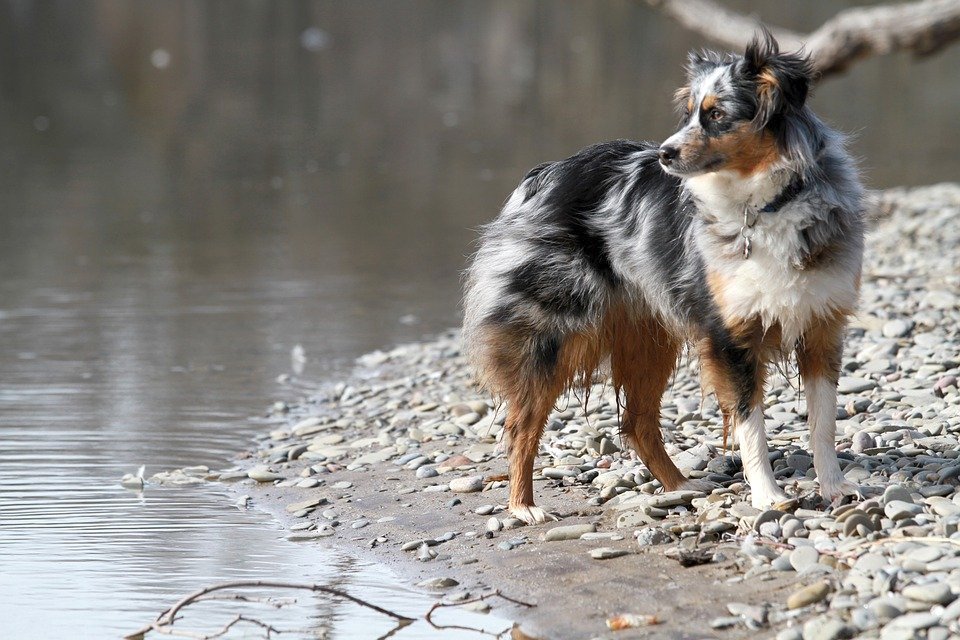 Australský ovčák je výborný v agility.