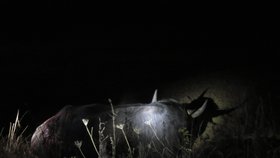 Neuvěřitelná nehoda na Ašsku: Řidič na silnici srazil buvola