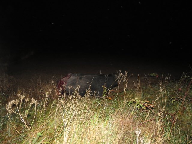 Neuvěřitelná nehoda na Ašsku: Řidič na silnici srazil buvola