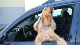 Nenechávejte psa v autě, pokud to není nutné