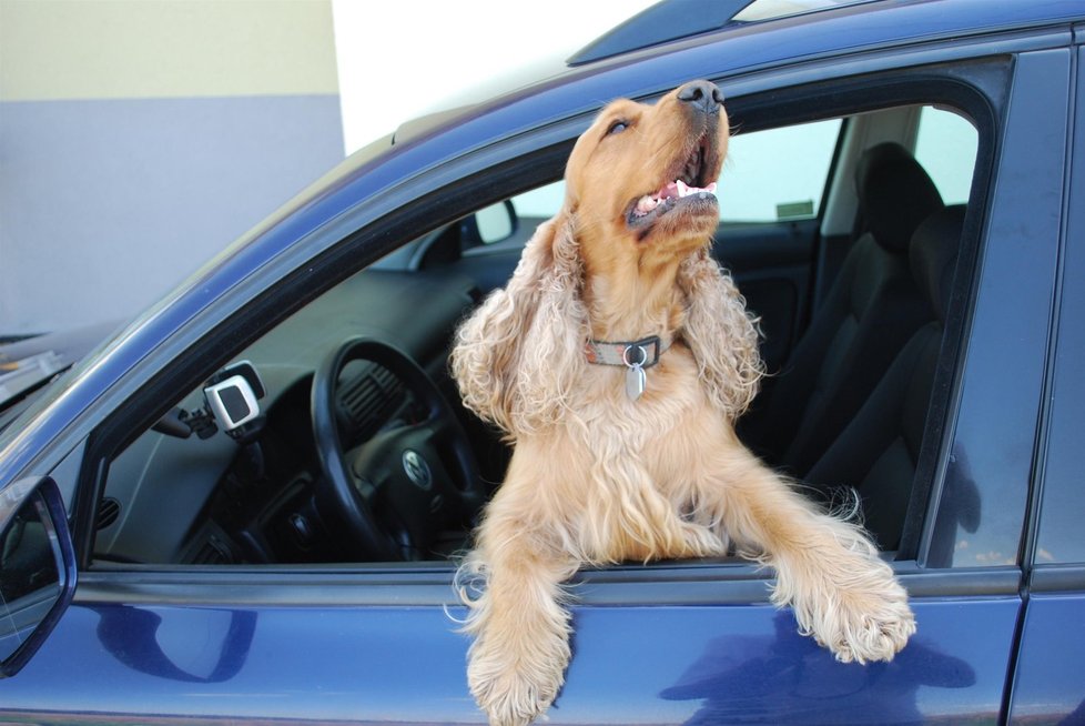 Pes v autě nepatří na přední sedadlo...