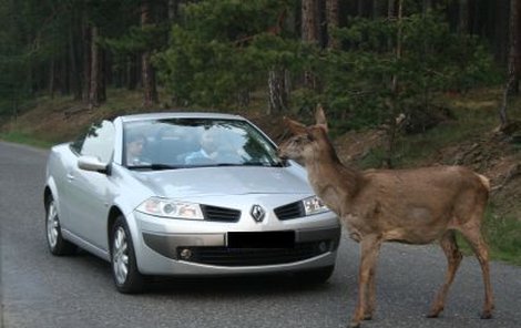 Někdy je lepší zvíře jednoduše smést než riskovat bouračku. Včerejší případ ze Znojemska je toho důkazem.