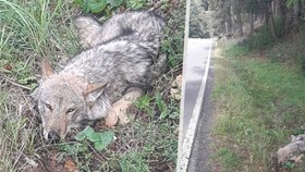 Na Karlovarsku někdo srazil vlka a ujel? V příkopu ho našli houbaři, zvíře je na tom špatně