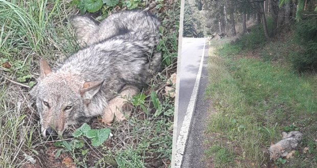 Did someone knock down the wolves and run away in Karlovy Vary?  Mushroom pickers found it in a ditch, the animal was in bad shape