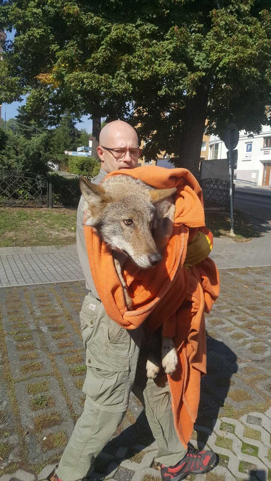 Na Karlovarsku našli vlka, patrně ho srazilo auto.