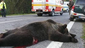 Auto srazilo medvěda, při nehodě zemřel člověk.