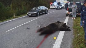 Automobil srazil na Slovensku medvěda (nevhodné pro citlivé povahy).