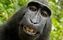 Snímek makaka vyvolal několik let trvající soudní spor o autorská práva