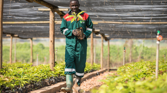 Zelená zlatá vejce: Africké země sázejí na avokádový byznys
